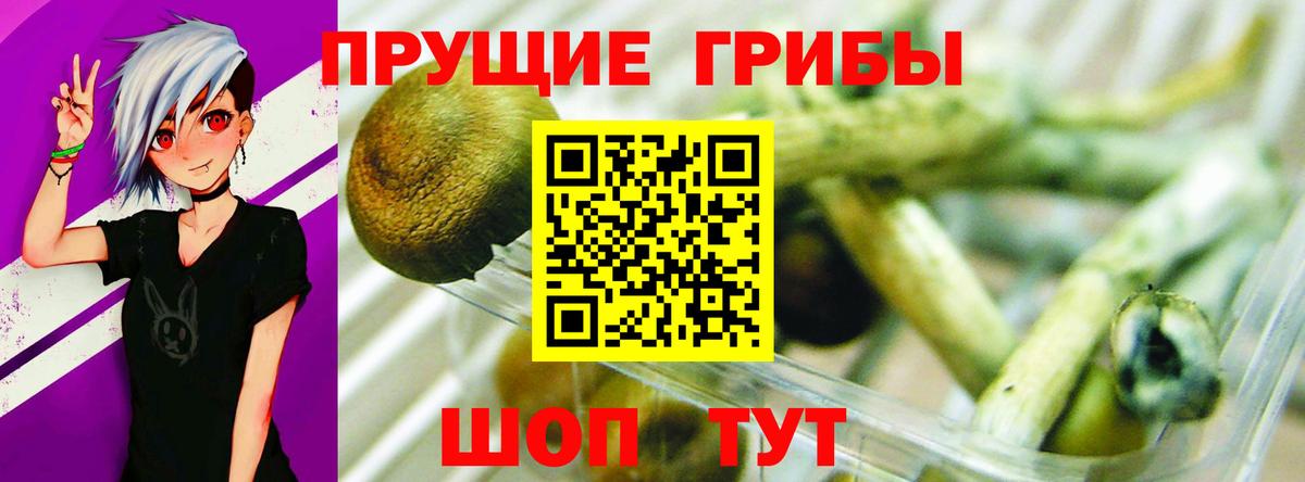 Псилоцибиновые грибы Psilocybine cubensis Шатура